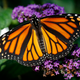 Illustration for article titled Research Finds Californias Monarch Butterfly Population Dropped by 86 Percent Last Year